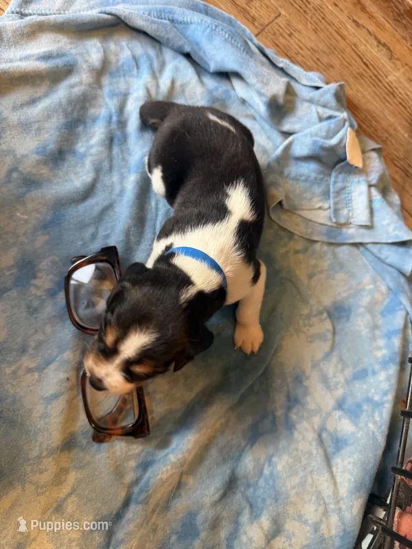 LB4- Tri Male – Beagle puppy for sale in Paw Paw, MI