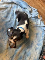 LB4- Tri Male, a male Beagle for sale in Paw Paw, MI – 1 of 2