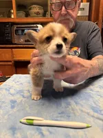 WC-4 red male corgi, a male Pembroke Welsh Corgi for sale in Paw Paw, MI – Photo 2 of 2
