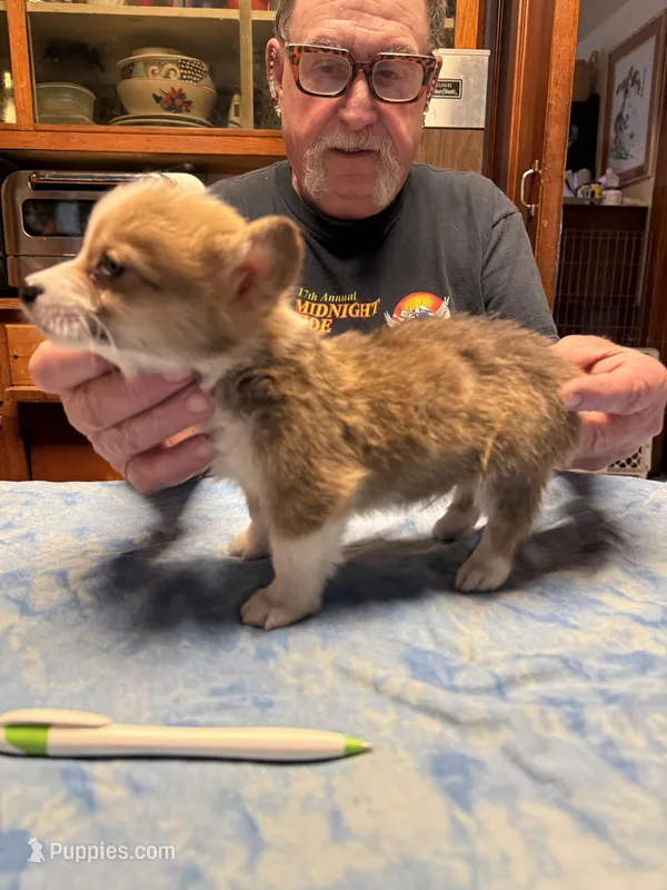 WC-4 red male corgi – Pembroke Welsh Corgi puppy for sale in Paw Paw, MI