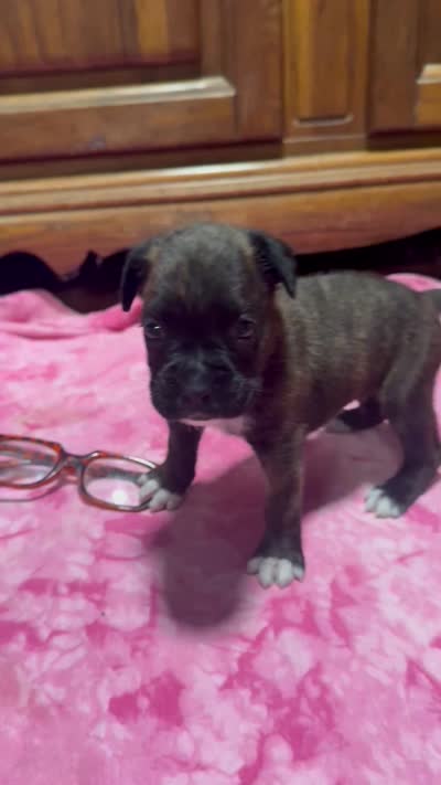 BB1-Female Dark Brindle , a female Boxer for sale in Paw Paw, MI – 3 of 3