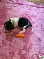 PLB3-female, a female Beagle for sale in Paw Paw, MI – 1 of 2