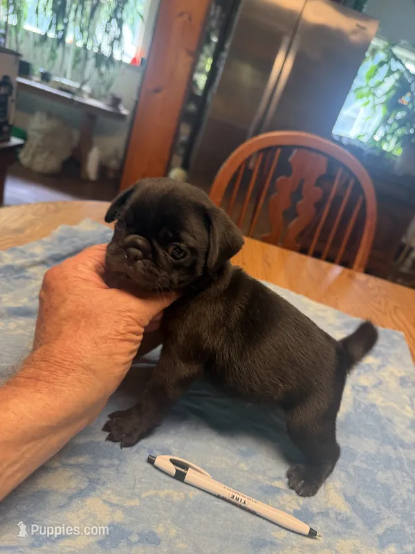 RP3- Male black Pug – Pug puppy for sale in Paw Paw, MI