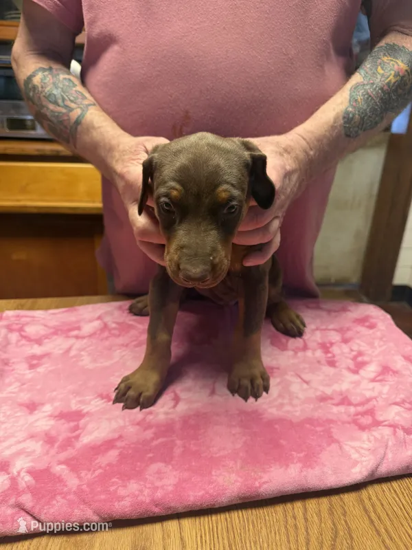 MD-4 Red Female Doberman