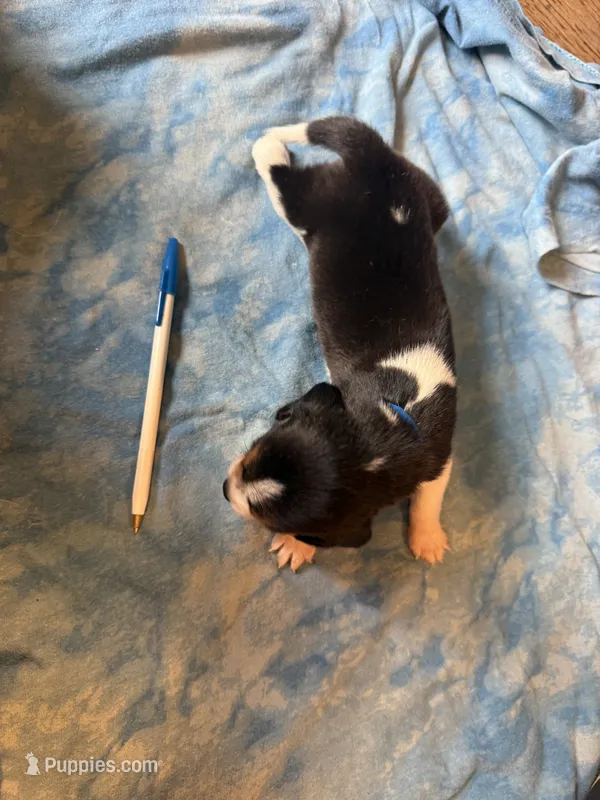 LB2-Tri Male – Beagle puppy for sale in Paw Paw, MI