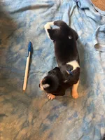 LB2-Tri Male, a male Beagle for sale in Paw Paw, MI – 1 of 2