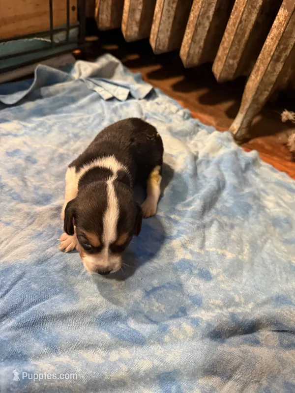 BB5- Tri male  – Beagle puppy for sale in Paw Paw, MI