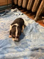 BB5- Tri male , a male Beagle for sale in Paw Paw, MI – 1 of 1