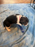 PB4-Tri female, a female Beagle for sale in Paw Paw, MI – 2 of 2