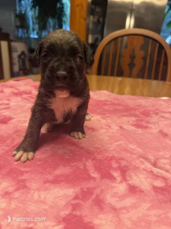 BB1- Male Dark Brindle  – Boxer puppy for sale in Paw Paw, MI