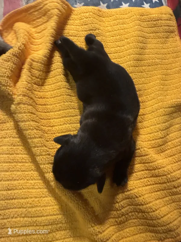 EP1-Pug – Pug puppy for sale in Paw Paw, MI