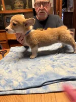 CC-2 Red Male Corgi, a male Pembroke Welsh Corgi for sale in Paw Paw, MI – Photo 1 of 2