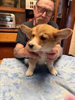 CC-2 Red Male Corgi, a male Pembroke Welsh Corgi for sale in Paw Paw, MI – Photo 2 of 2