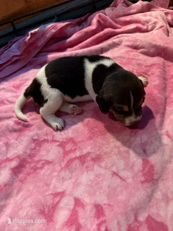 BB3-Tri female – Beagle puppy for sale in Paw Paw, MI