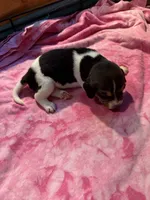 BB3-Tri female, a female Beagle for sale in Paw Paw, MI – 1 of 1