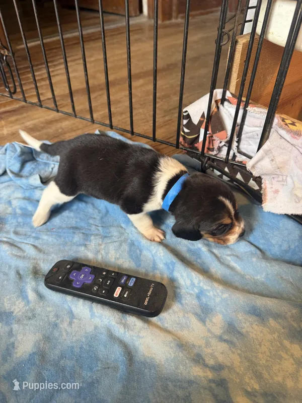 LB3-Tri Male – Beagle puppy for sale in Paw Paw, MI