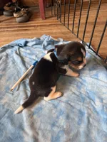 LB2-Tri Male, a male Beagle for sale in Paw Paw, MI – 2 of 2
