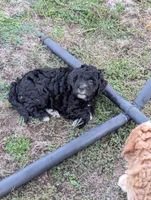 Thunder , a male Goldendoodle for sale in Muskegon, MI – 3 of 10