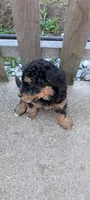 Copper , a male Goldendoodle for sale in Muskegon, MI – 5 of 10