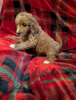 Lilly , a female Goldendoodle for sale in Muskegon, MI – Photo 3 of 10