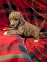 Lilly , a female Goldendoodle for sale in Muskegon, MI – Photo 2 of 10