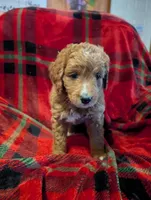 Lilly , a female Goldendoodle for sale in Muskegon, MI – Photo 4 of 10