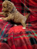 Lilly , a female Goldendoodle for sale in Muskegon, MI – Photo 5 of 10