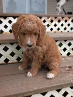 Lilly , a female Goldendoodle for sale in Muskegon, MI – Photo 10 of 10