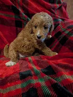 Lilly , a female Goldendoodle for sale in Muskegon, MI – Photo 8 of 10