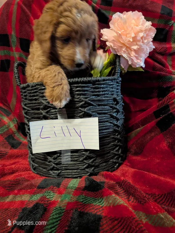Lilly  – Goldendoodle puppy for sale in Muskegon, MI