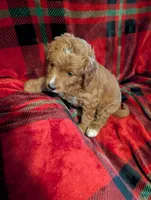Lilly , a female Goldendoodle for sale in Muskegon, MI – Photo 7 of 10