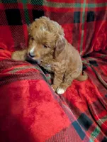 Lilly , a female Goldendoodle for sale in Muskegon, MI – Photo 6 of 10