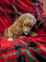 Lilly , a female Goldendoodle for sale in Muskegon, MI – Photo 9 of 10