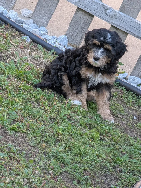 Crusher – Goldendoodle puppy for sale in Muskegon, MI
