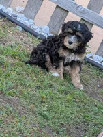 Crusher, a male Goldendoodle for sale in Muskegon, MI – 1 of 10