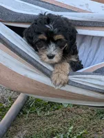 Crusher, a male Goldendoodle for sale in Muskegon, MI – 7 of 10