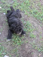 Thunder , a male Goldendoodle for sale in Muskegon, MI – 6 of 10