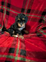 mocha , a female Goldendoodle for sale in Muskegon, MI – Photo 7 of 10