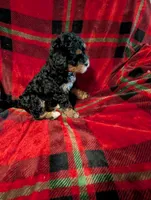 mocha , a female Goldendoodle for sale in Muskegon, MI – Photo 3 of 10