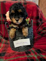 mocha , a female Goldendoodle for sale in Muskegon, MI – Photo 1 of 10