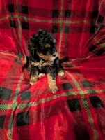 mocha , a female Goldendoodle for sale in Muskegon, MI – Photo 5 of 10