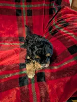 mocha , a female Goldendoodle for sale in Muskegon, MI – Photo 8 of 10