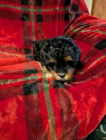 mocha , a female Goldendoodle for sale in Muskegon, MI – Photo 9 of 10