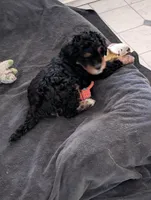 mocha , a female Goldendoodle for sale in Muskegon, MI – Photo 10 of 10