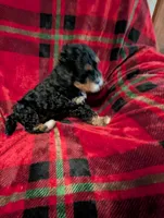 mocha , a female Goldendoodle for sale in Muskegon, MI – Photo 2 of 10