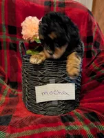 mocha , a female Goldendoodle for sale in Muskegon, MI – Photo 6 of 10