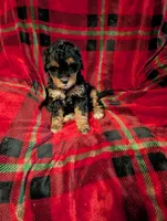 mocha , a female Goldendoodle for sale in Muskegon, MI – Photo 4 of 10