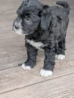 Milo , a male Goldendoodle for sale in Muskegon, MI – Photo 8 of 10