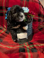 Milo , a male Goldendoodle for sale in Muskegon, MI – Photo 7 of 10