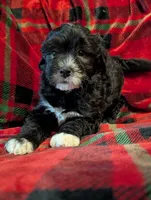 Milo , a male Goldendoodle for sale in Muskegon, MI – Photo 3 of 10